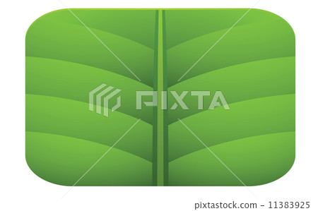 leaf leaf 11383925