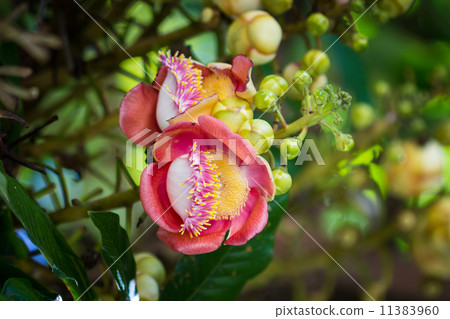 Salavan flowers 11383960