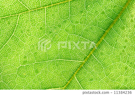 green leaf green leaf 11384236