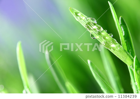 grass nature background grass nature background 11384239