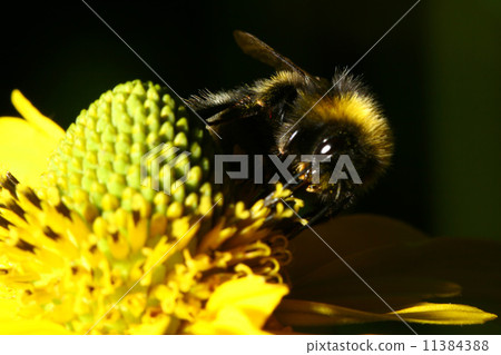 work bee 11384388