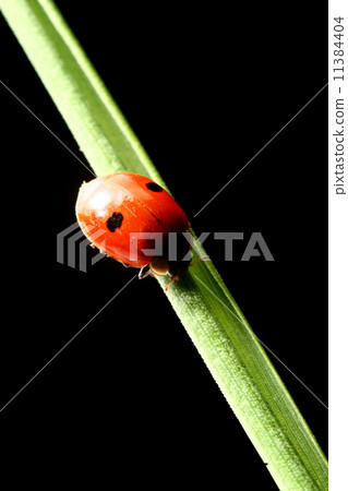 ladybug on grass 11384404