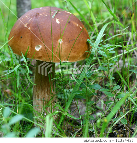 Bolete 11384455