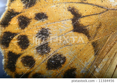 butterfly butterfly 11384456