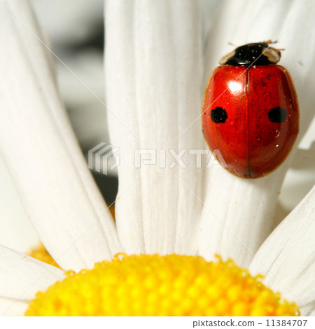 ladybug on camomile ladybug on camomile 11384707