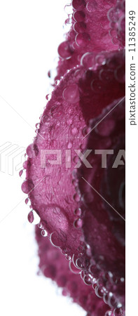 Wet pink rose 11385249