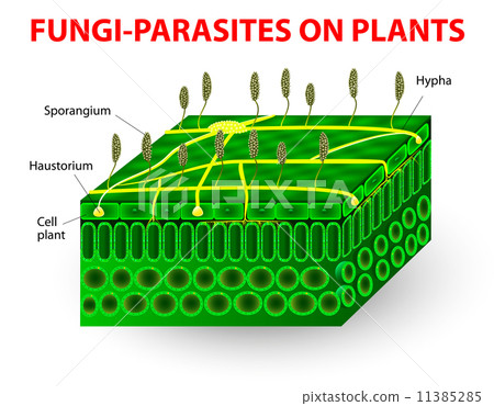 Fungi-parasites on plants 11385285