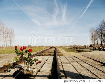 Auschwitz red flowers and blue sky, airplane clouds Auschwitz red flowers and blue sky, airplane clouds 11385289