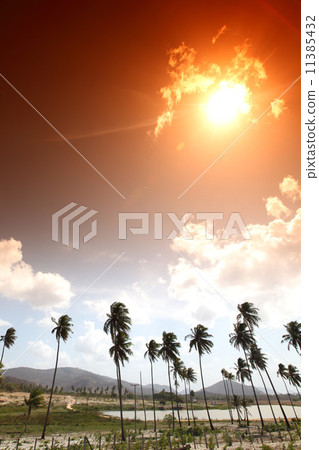 sunrise palm 11385432