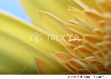 flower flower 11385528