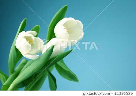 white tulip white tulip 11385529