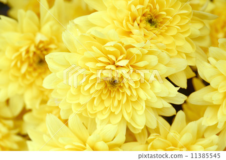 yellow chrysanthemum 11385545