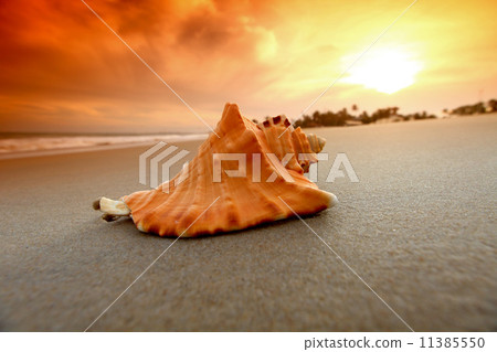 shell shell 11385550