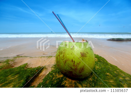 coconut cocktail coconut cocktail 11385637