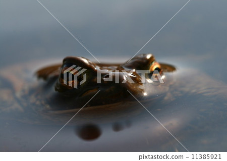 toad toad 11385921