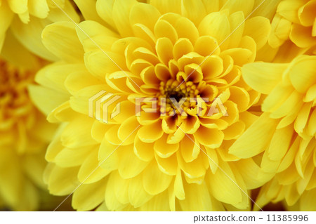 yellow chrysanthemum 11385996