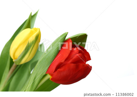 colorful tulips colorful tulips 11386002