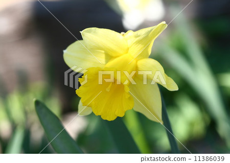 yellow narcissus 11386039