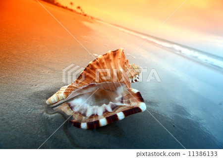 shell shell 11386133