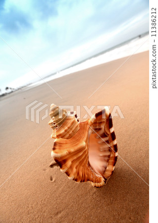 shell shell 11386212