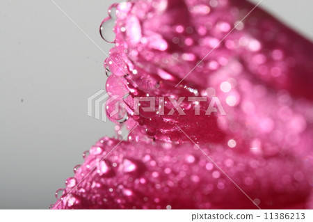 Wet pink rose Wet pink rose 11386213
