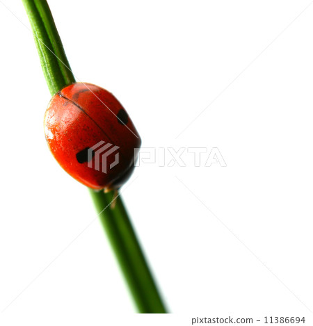 ladybug on grass 11386694