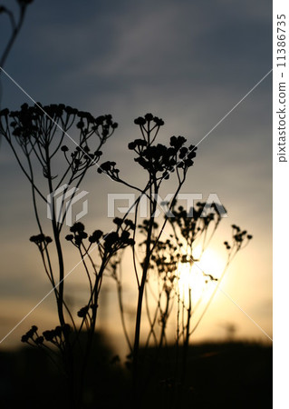 sunset landscape sunset landscape 11386735