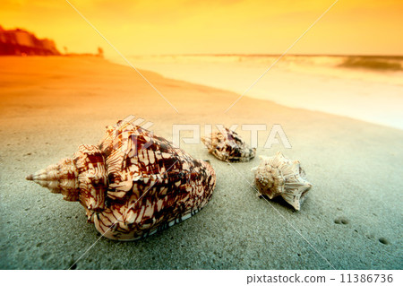 shell shell 11386736
