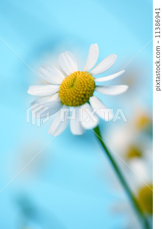 chamomiles 11386941