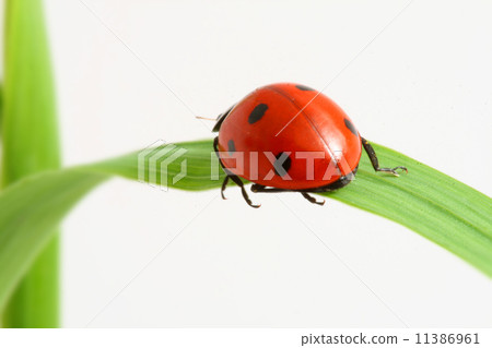 red ladybug red ladybug 11386961