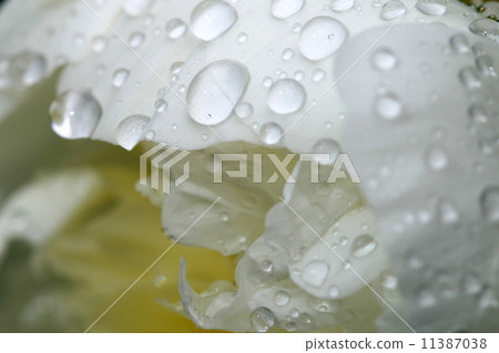 natural waterdrop natural waterdrop 11387038
