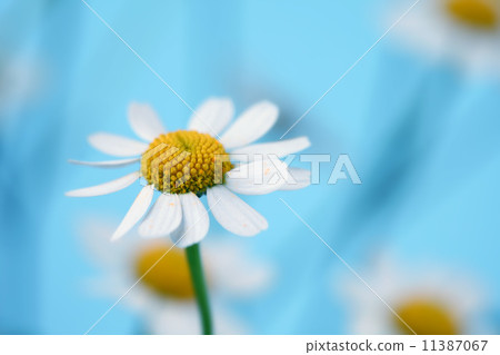 chamomiles 11387067