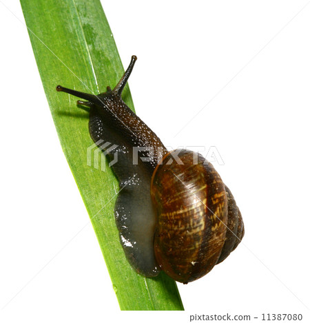 isolated shell isolated shell 11387080