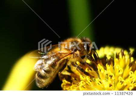 work bee work bee 11387420