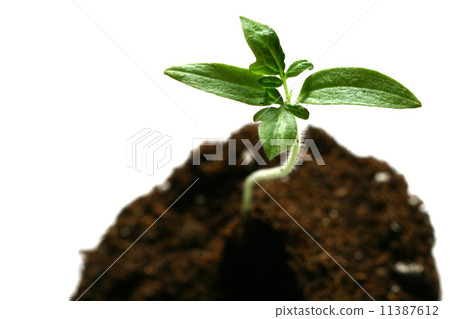 new life plant new life plant 11387612