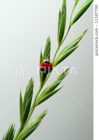 ladybug on grass 11387700