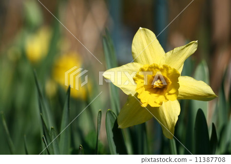 yellow narcissus 11387708