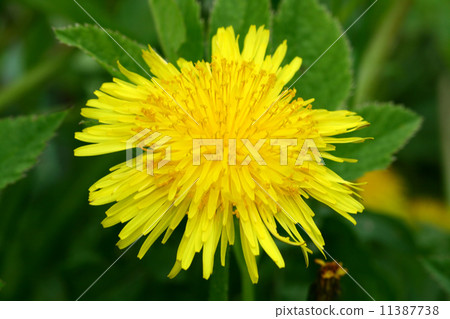 yellow dandelion yellow dandelion 11387738