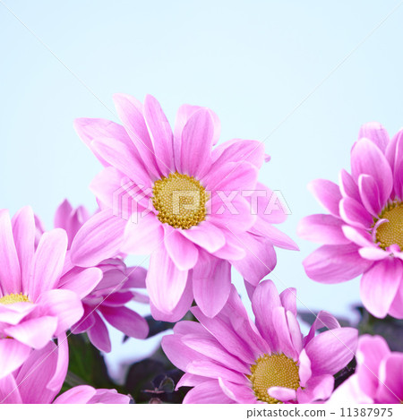 pink chrysanthemum pink chrysanthemum 11387975