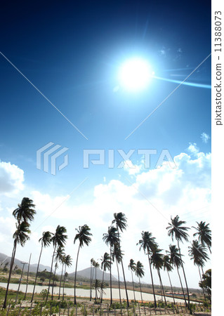 desert palm desert palm 11388073