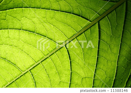 green leaf vein 11388146
