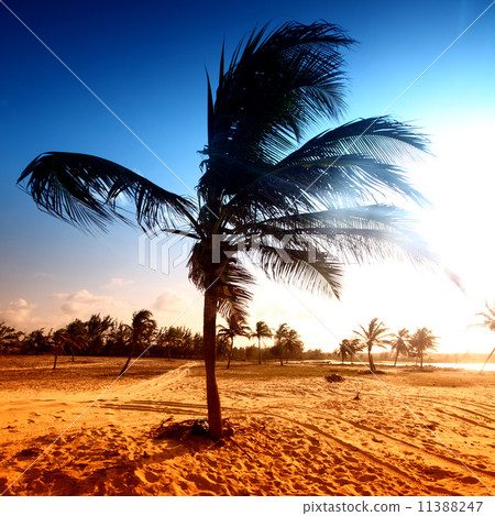 desert palm desert palm 11388247