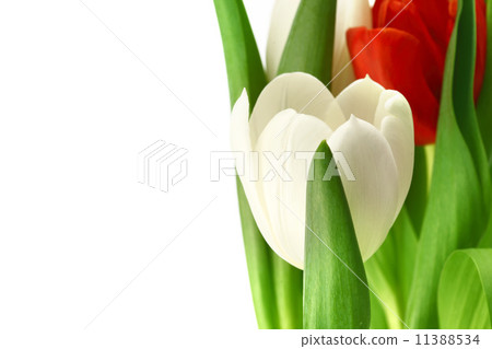 colorful tulips 11388534