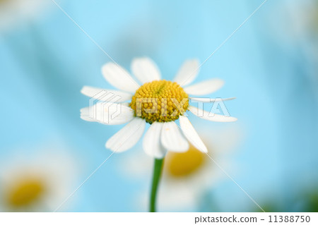 chamomiles 11388750
