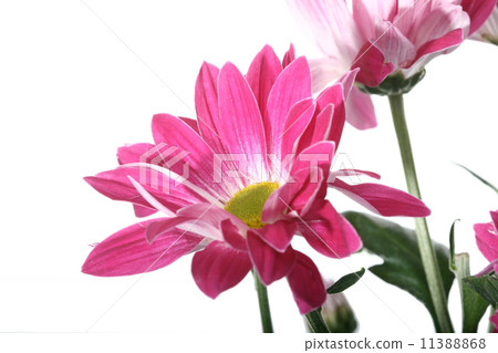 flower flower 11388868