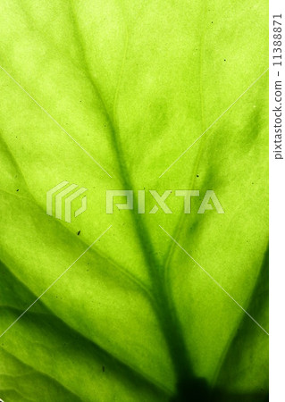green leaf vein green leaf vein 11388871