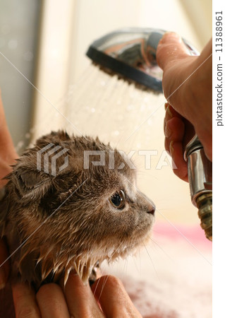 wash cat wash cat 11388961
