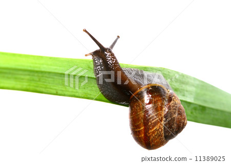 isolated shell isolated shell 11389025