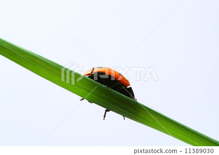 ladybug on grass ladybug on grass 11389030