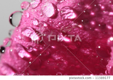 Wet pink rose Wet pink rose 11389177